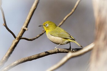 メジロ 大麻生野鳥の森公園 2021年12月16日(木)