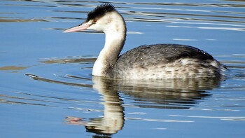 カンムリカイツブリ 昆陽池 2021年12月23日(木)