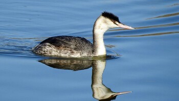 カンムリカイツブリ 昆陽池 2021年12月23日(木)