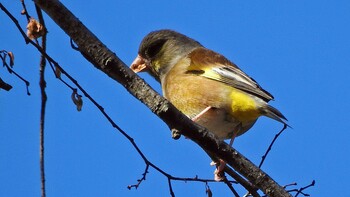 Grey-capped Greenfinch 昆陽池 Thu, 12/23/2021