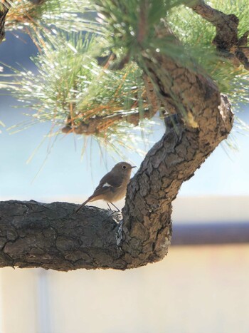 2021年12月23日(木) 浜離宮恩賜庭園の野鳥観察記録