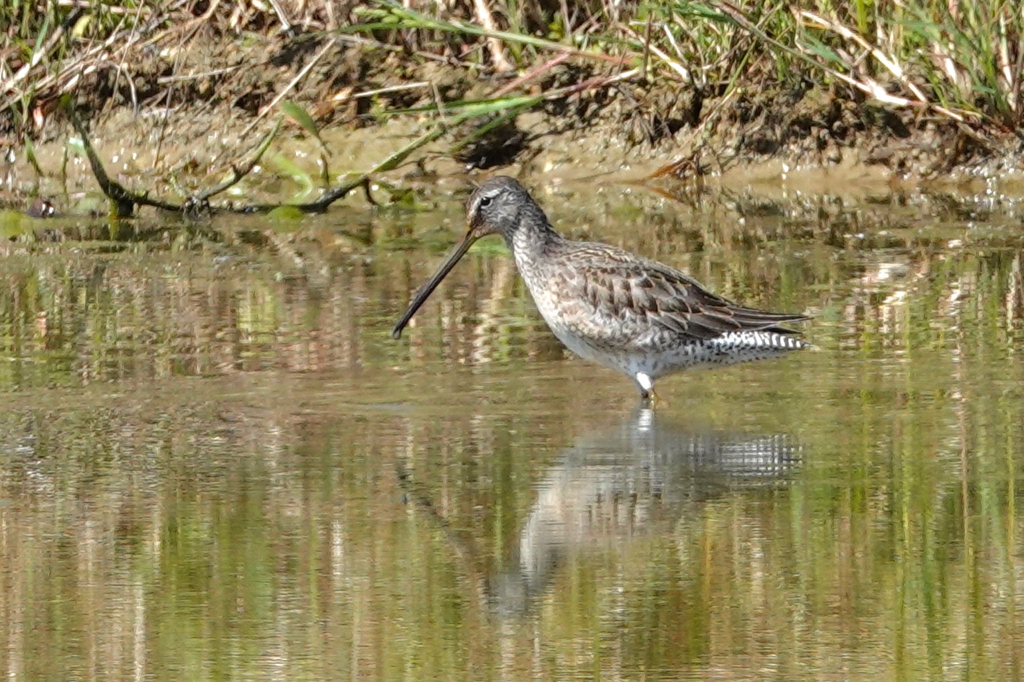 Long-billed Dowitcher