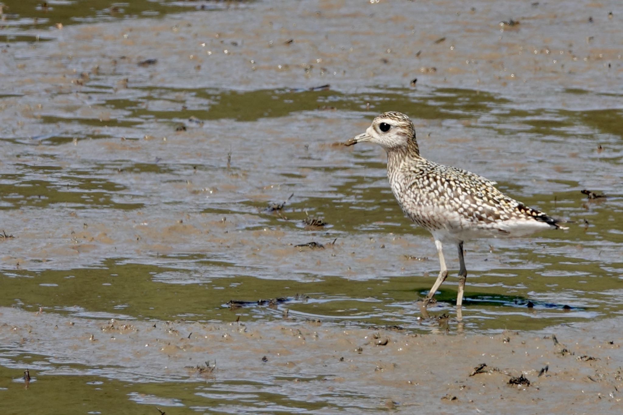 Pacific Golden Plover