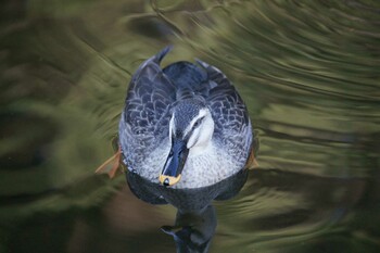 カルガモ 光が丘公園 2021年12月23日(木)