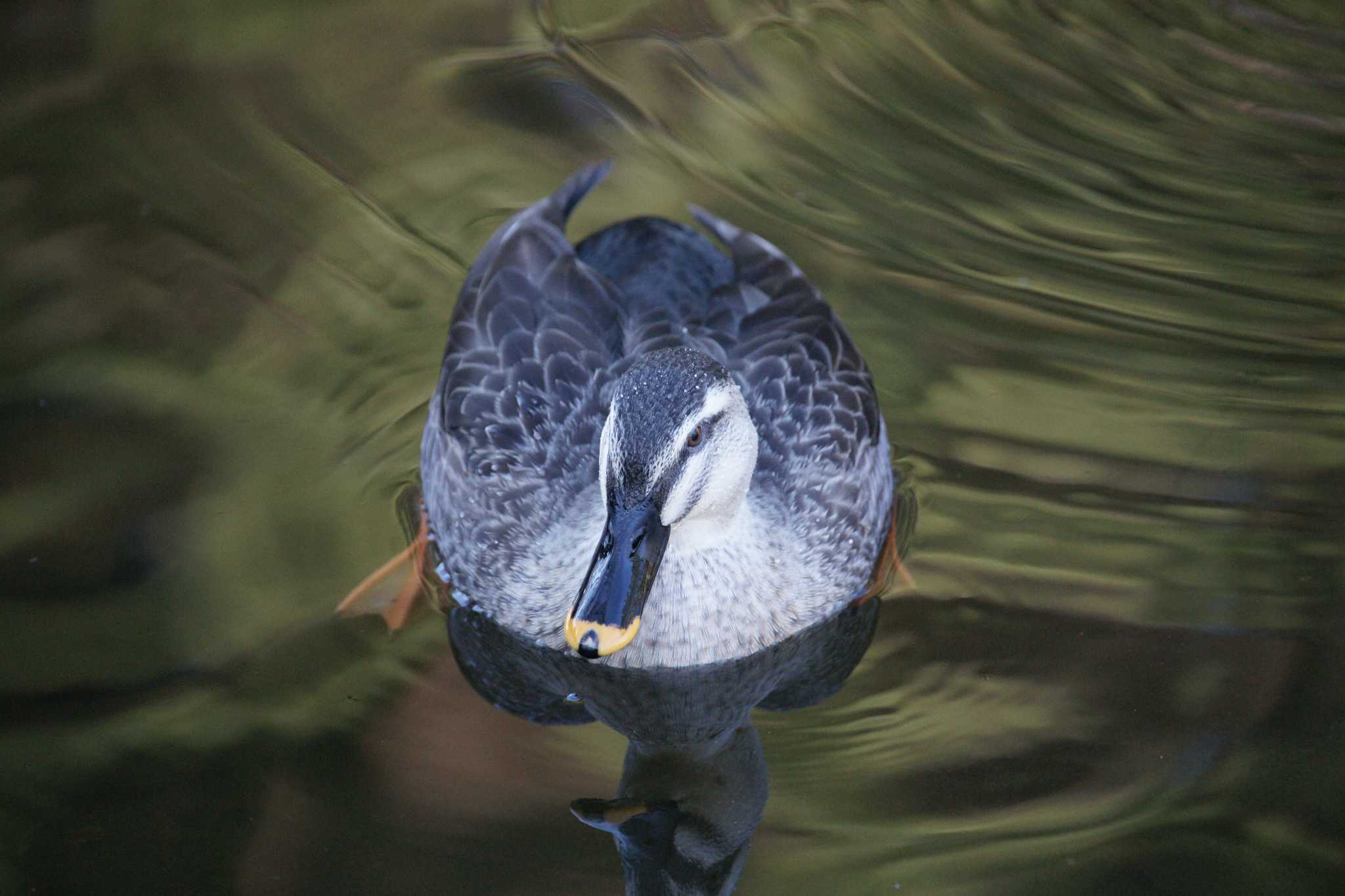 光が丘公園 カルガモの写真