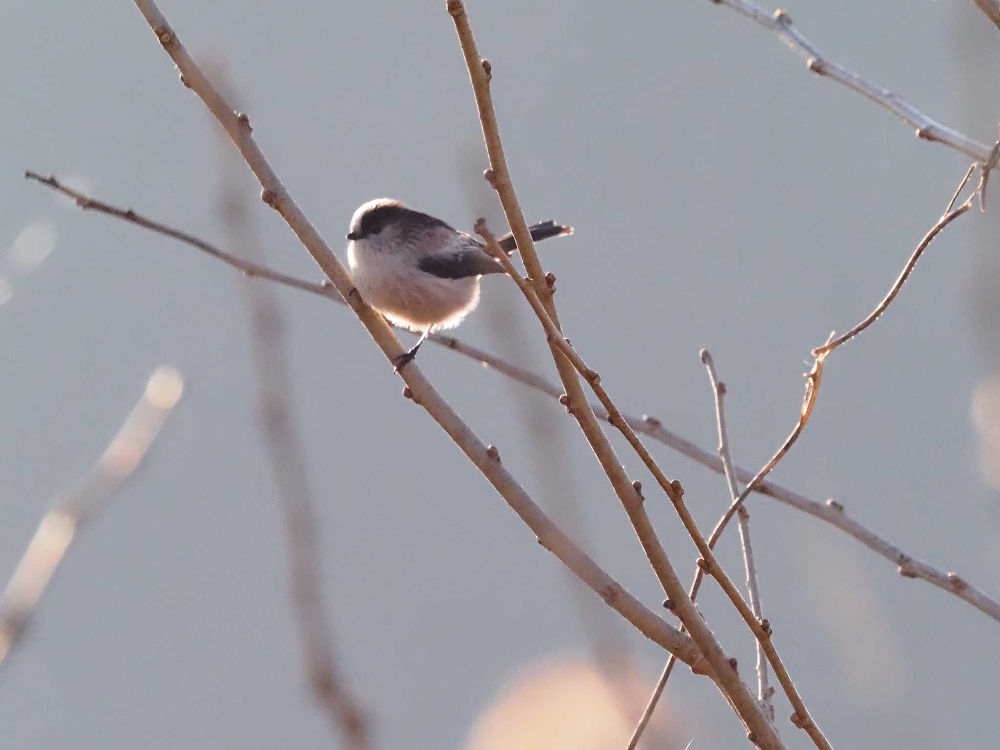 多摩川緑地福生南公園 エナガの写真