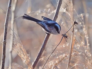 エナガ 多摩川緑地福生南公園 2021年12月19日(日)