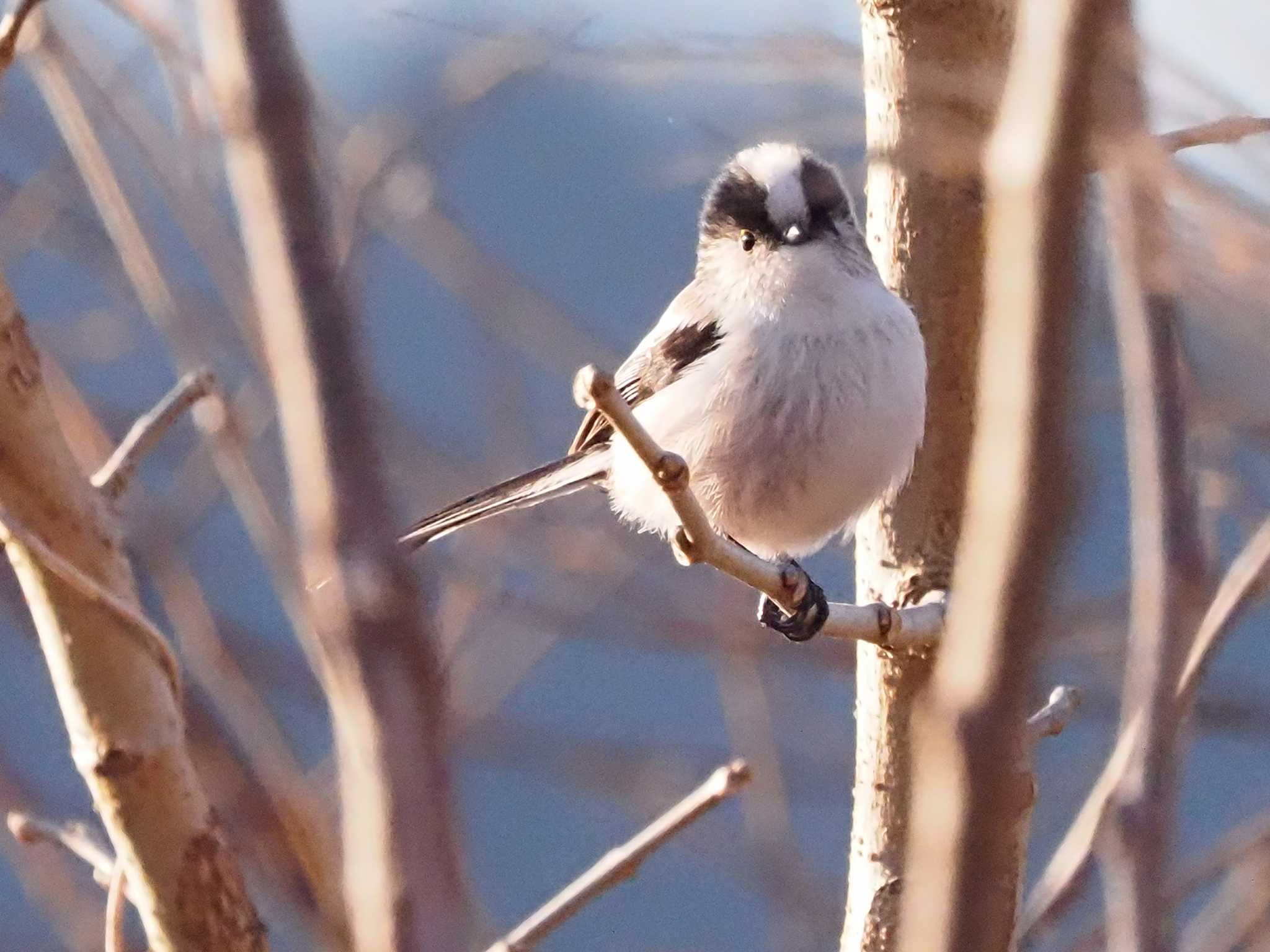 多摩川緑地福生南公園 エナガの写真