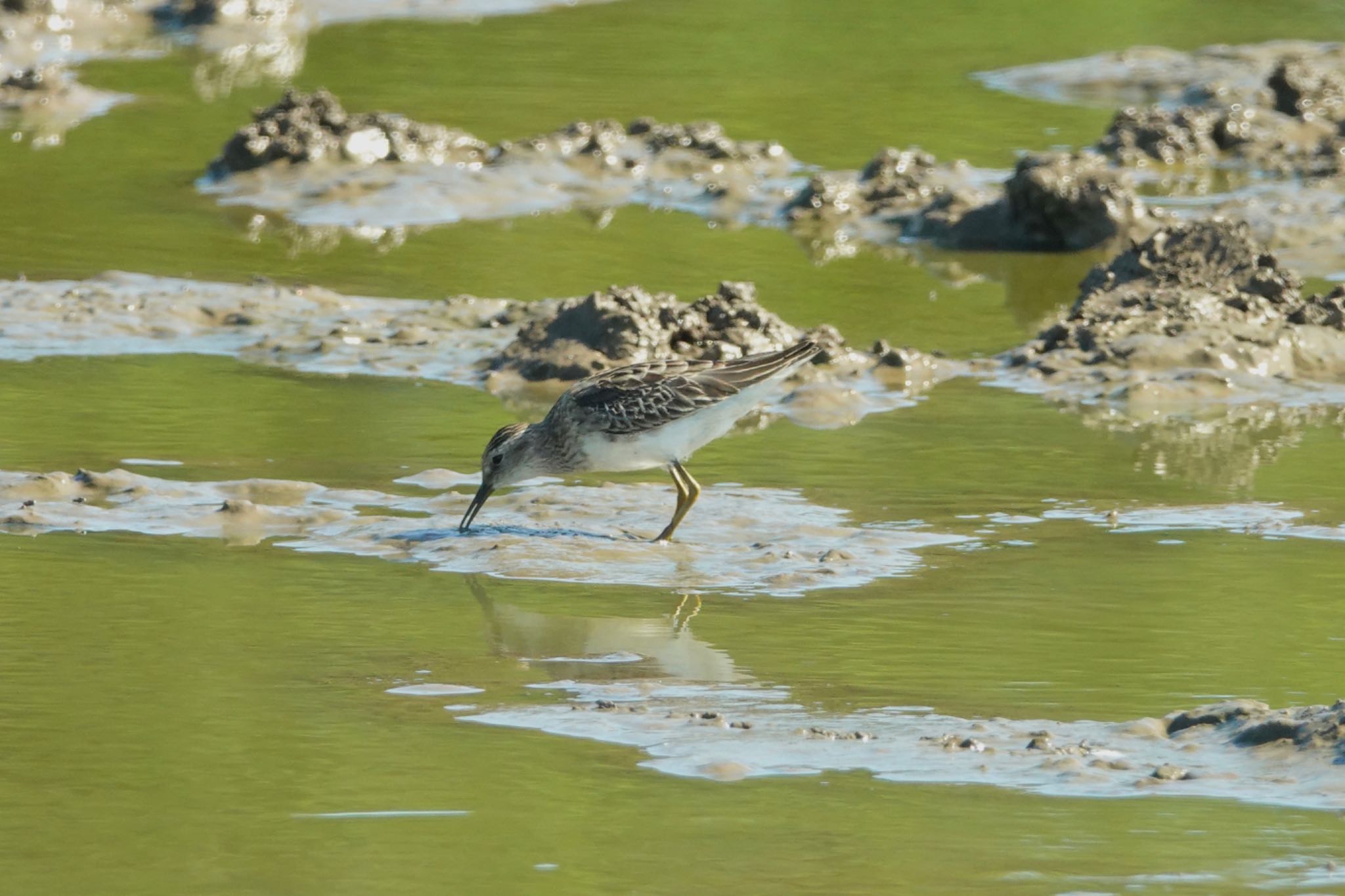 Long-toed Stint