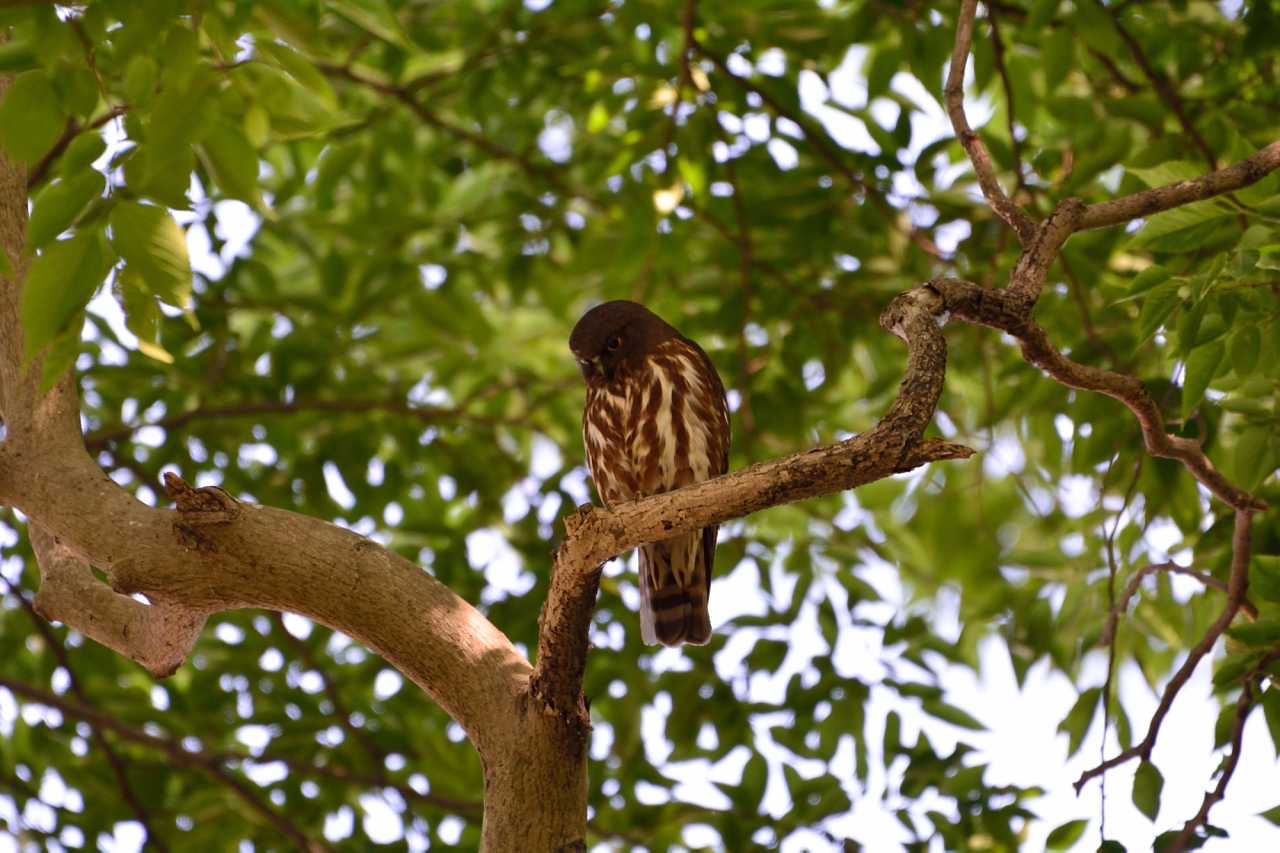 千葉県 アオバズクの写真 by Kazuyuki Watanabe