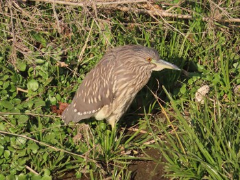 2021年12月24日(金) 多摩川の野鳥観察記録