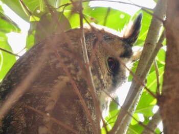 2021年12月24日(金) 淀川河川公園の野鳥観察記録