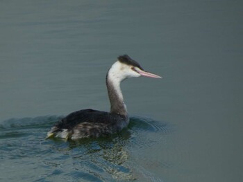 Great Crested Grebe Yoron Island Fri, 12/24/2021