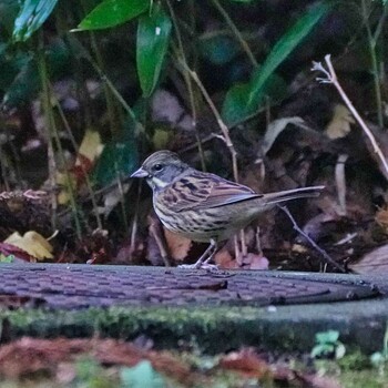 2021年12月15日(水) 成田山公園の野鳥観察記録