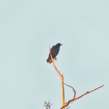 Carrion Crow 成田山公園 Wed, 12/15/2021