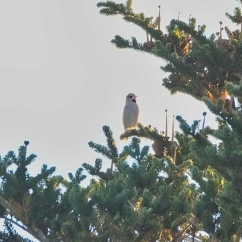 Hawfinch 成田山公園 Wed, 12/15/2021