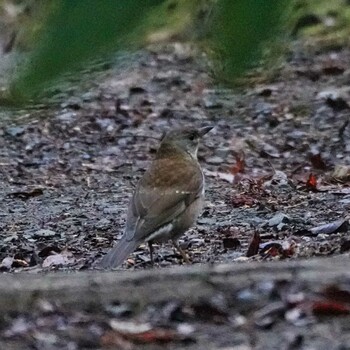 Pale Thrush 成田山公園 Wed, 12/15/2021