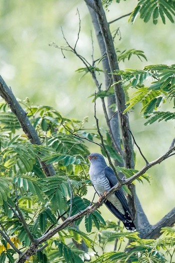 カッコウ 山口県秋吉台 2017年6月10日(土)