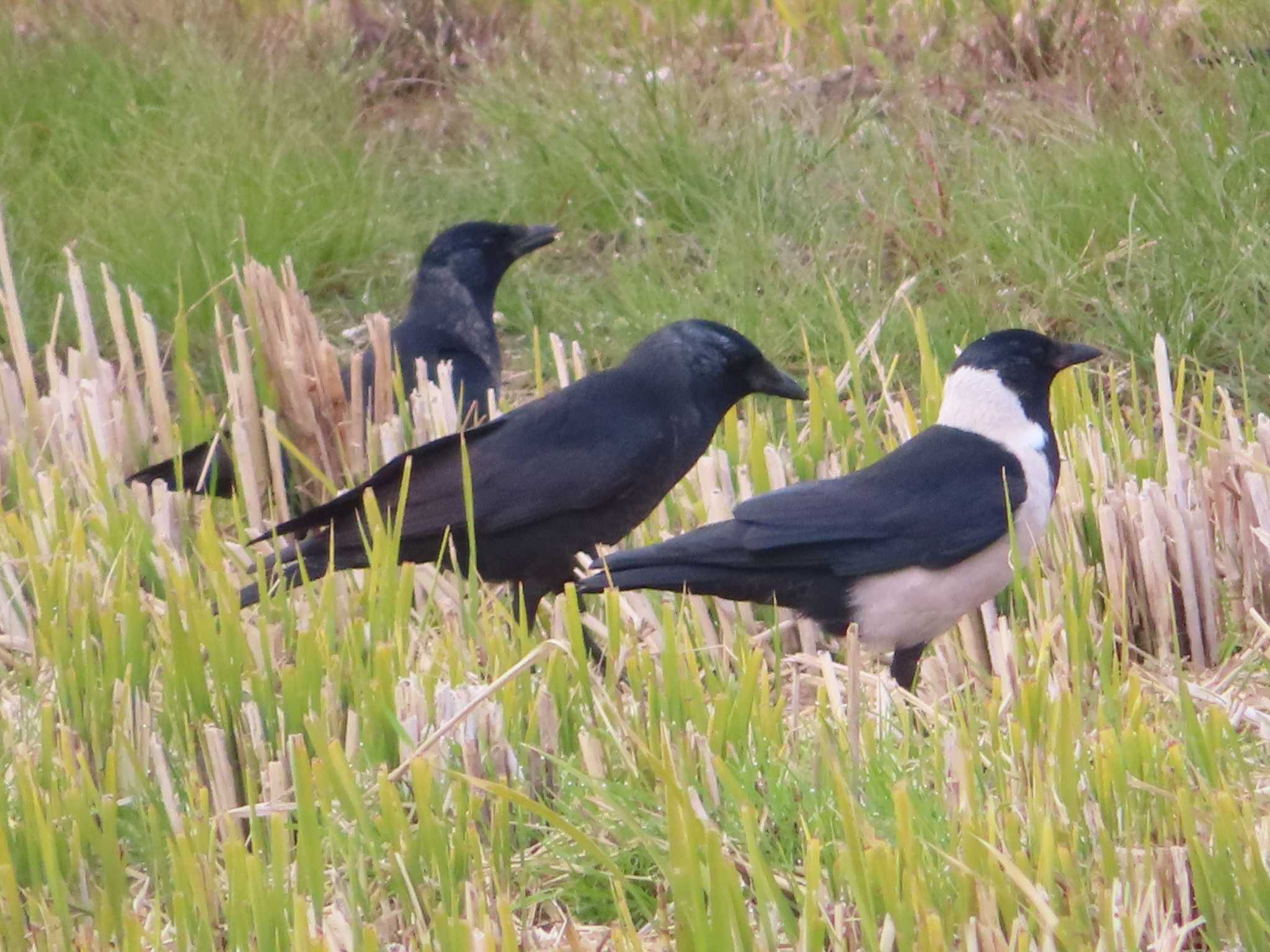 Daurian Jackdaw