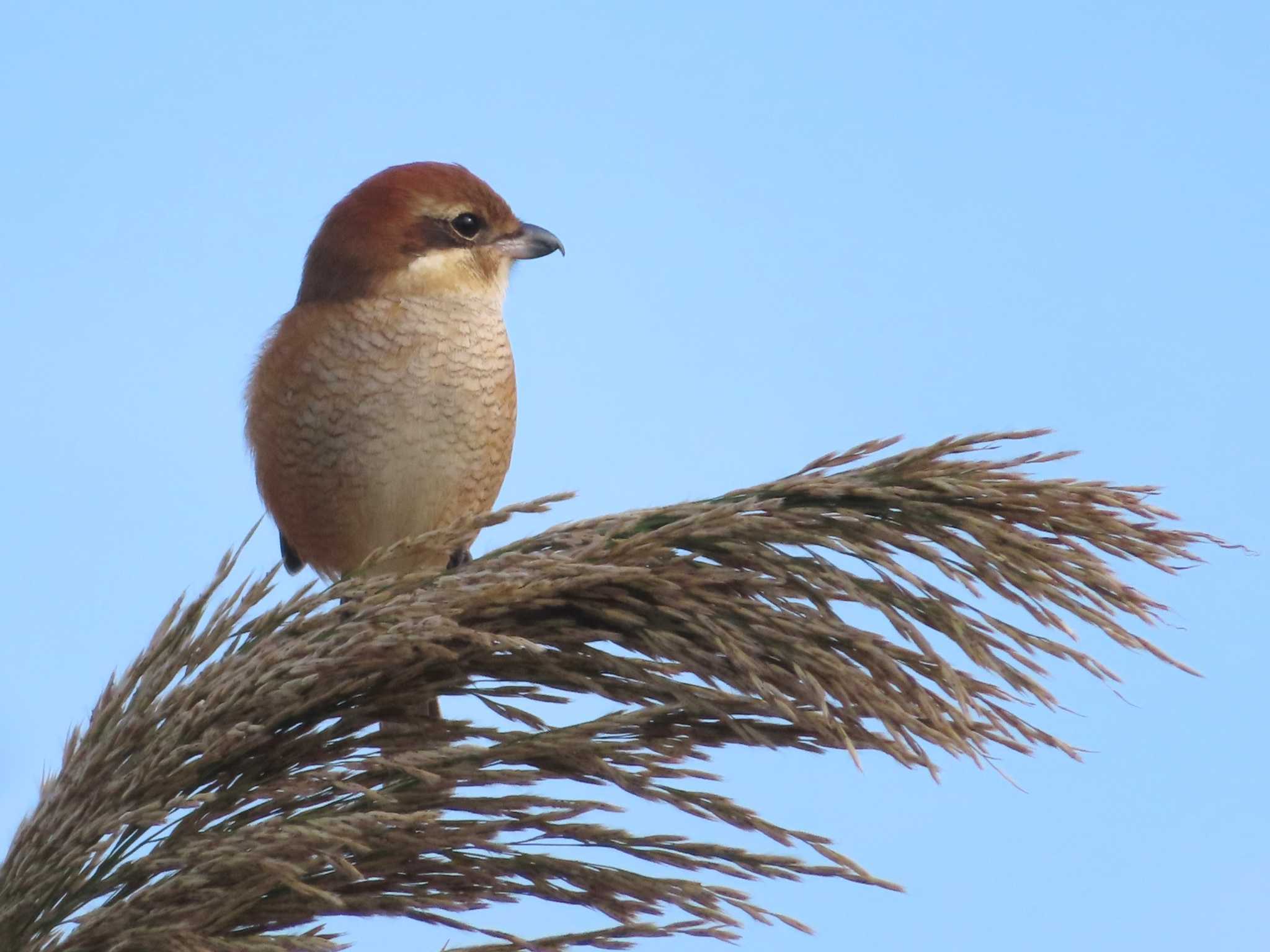 Bull-headed Shrike