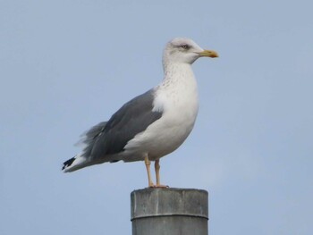 Lesser Black-backed Gull Izumi Crane Observation Center Fri, 12/24/2021