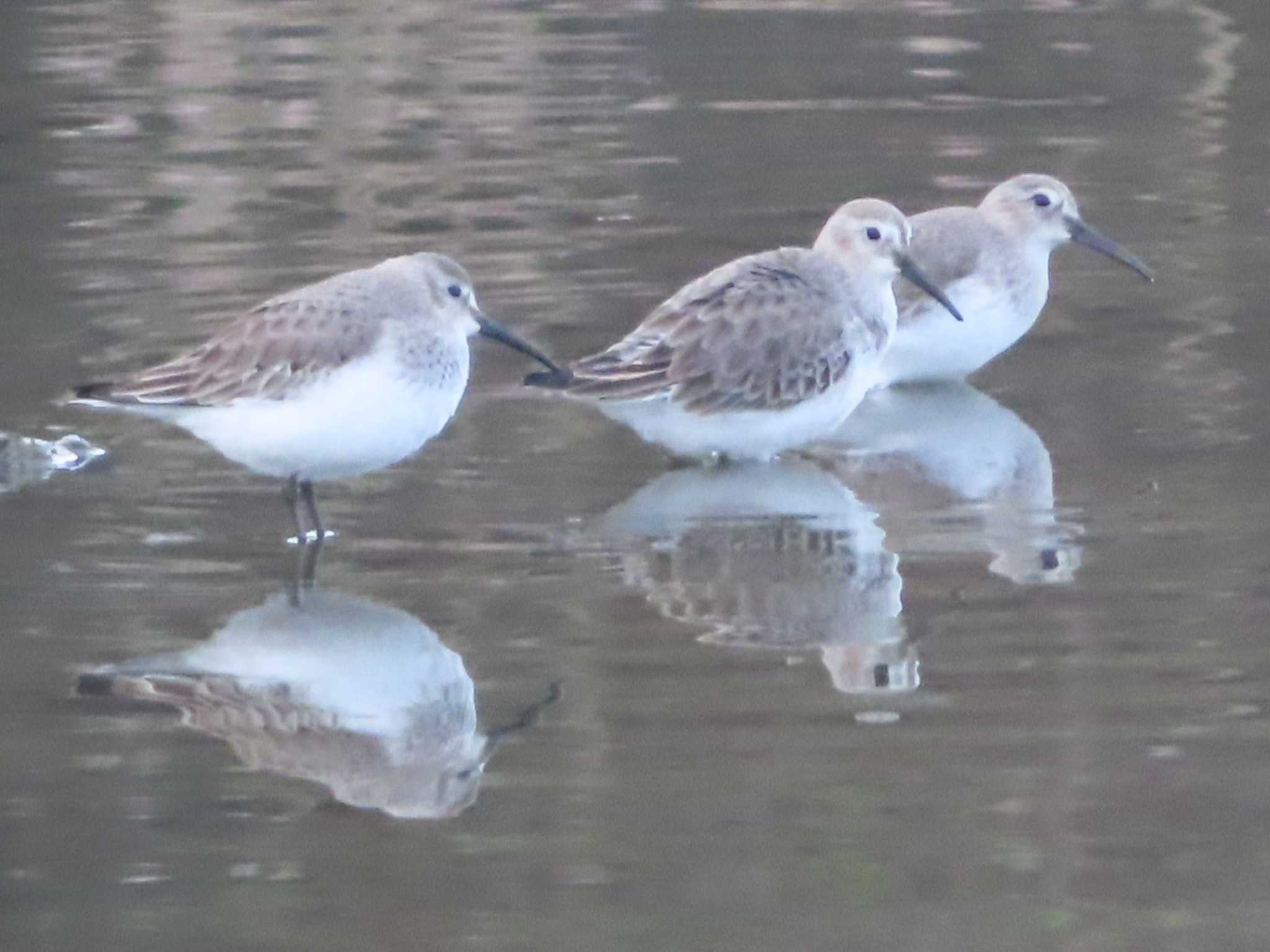 Dunlin