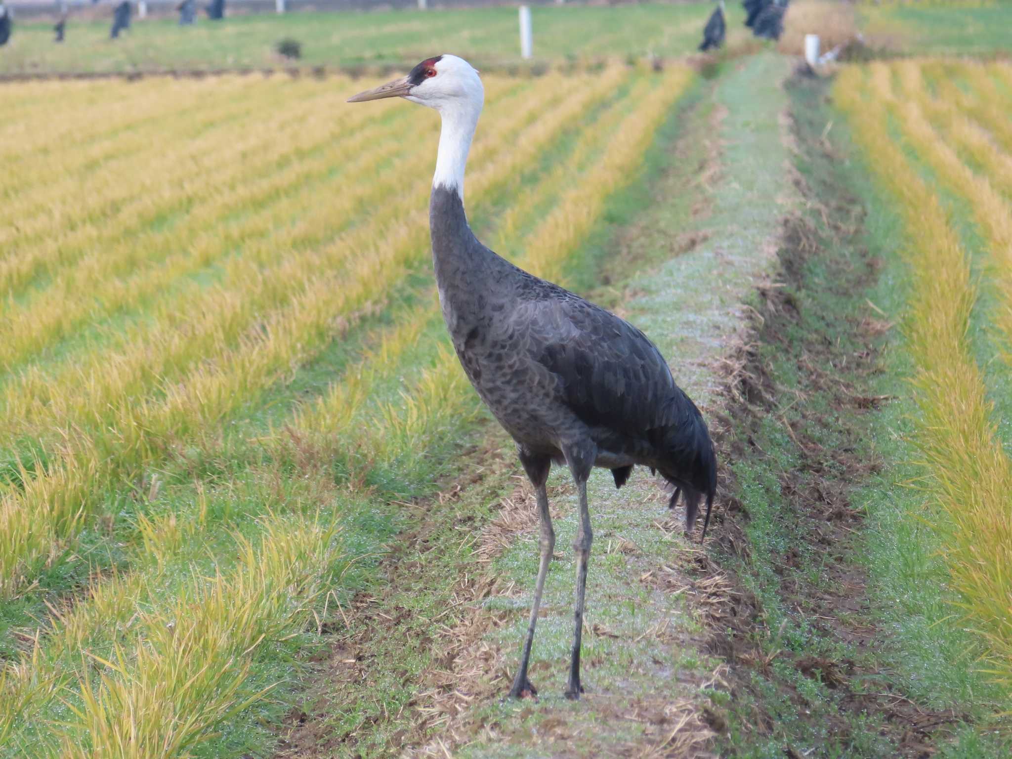 Hooded Crane