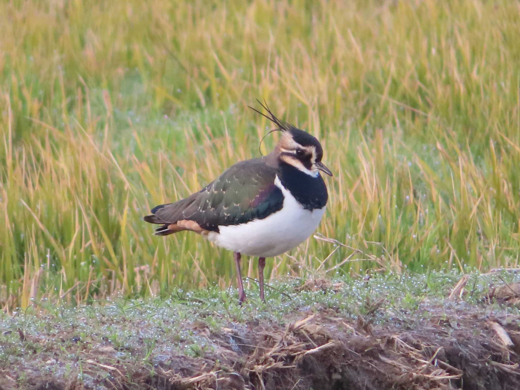 Northern Lapwing