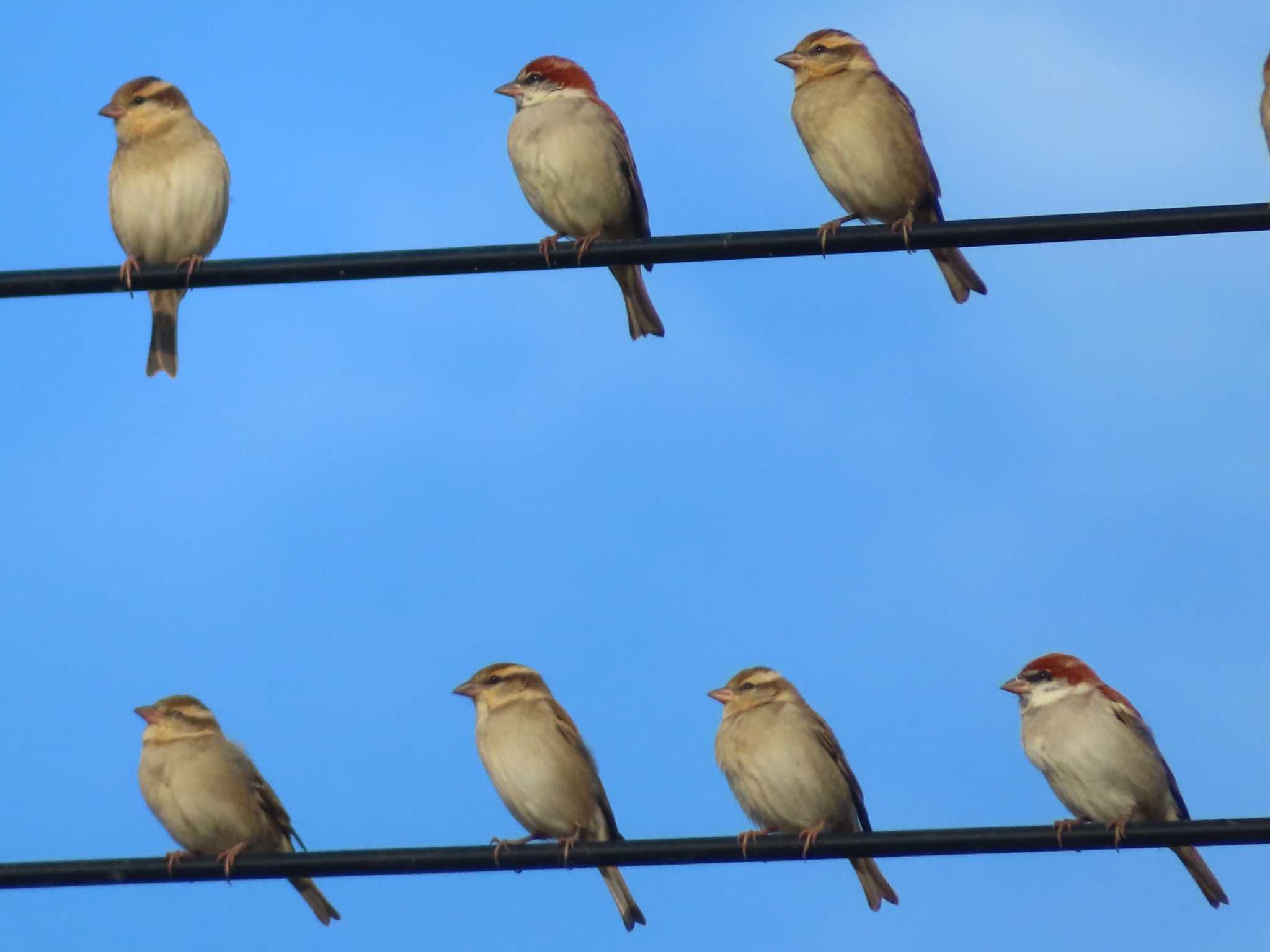 Russet Sparrow