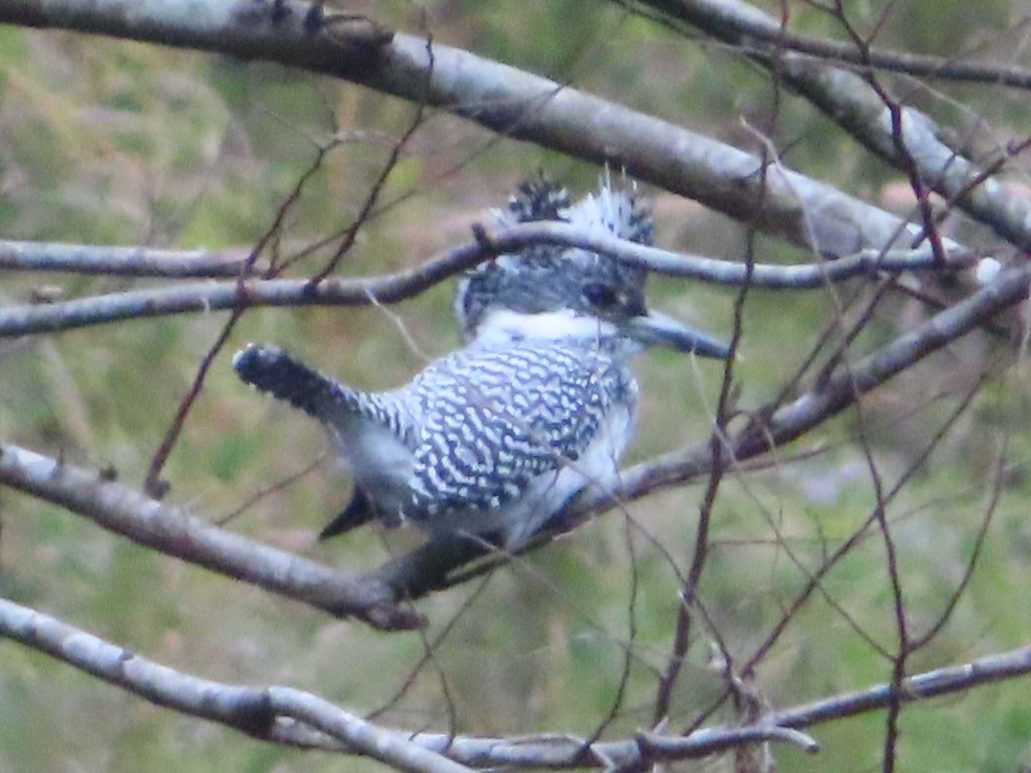 Crested Kingfisher