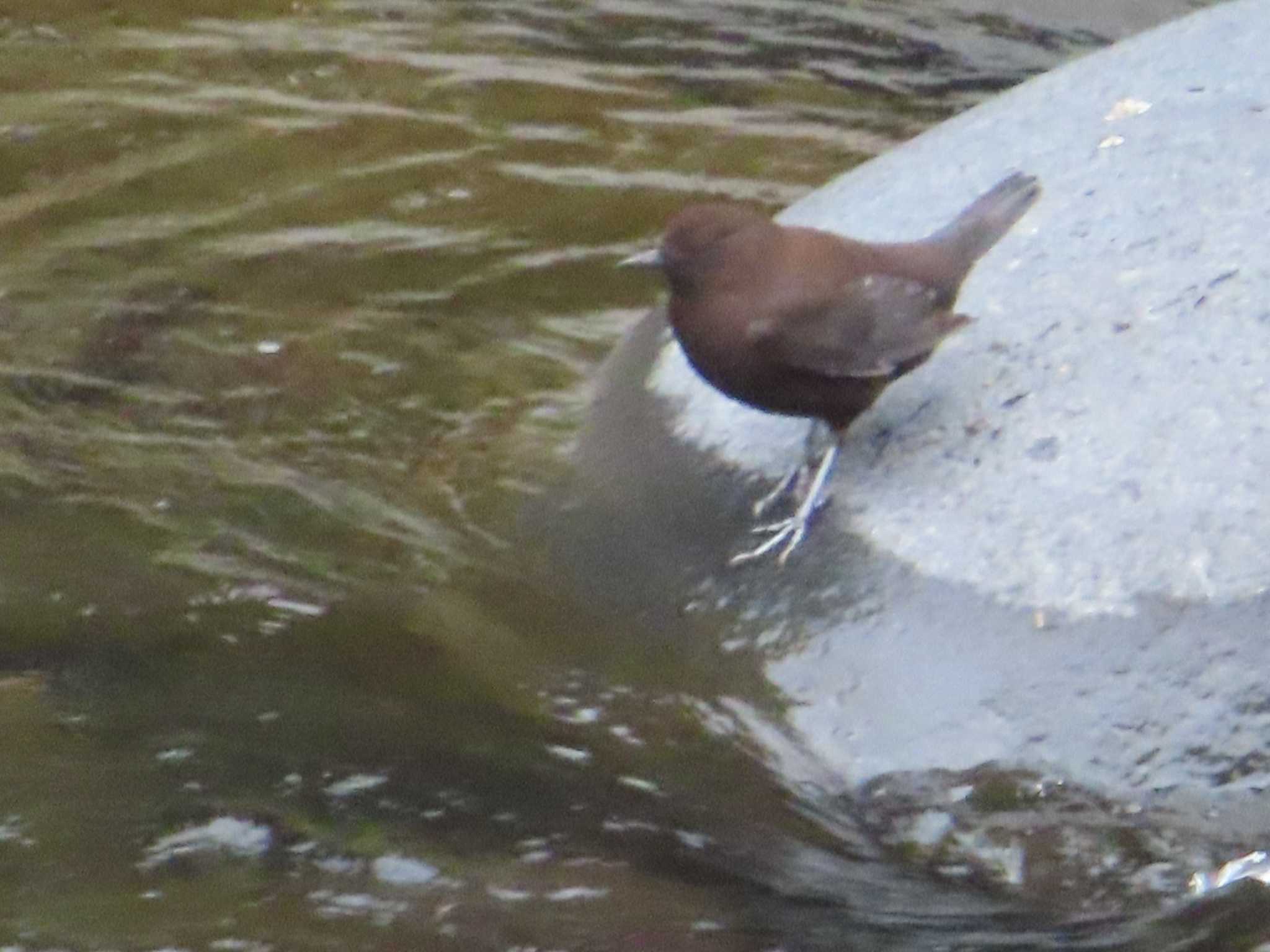 Brown Dipper