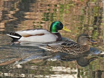 マガモ 河跡湖公園 2021年12月24日(金)