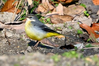 Grey Wagtail 猪高緑地 Fri, 12/24/2021