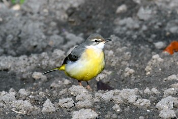 Grey Wagtail 猪高緑地 Fri, 12/24/2021