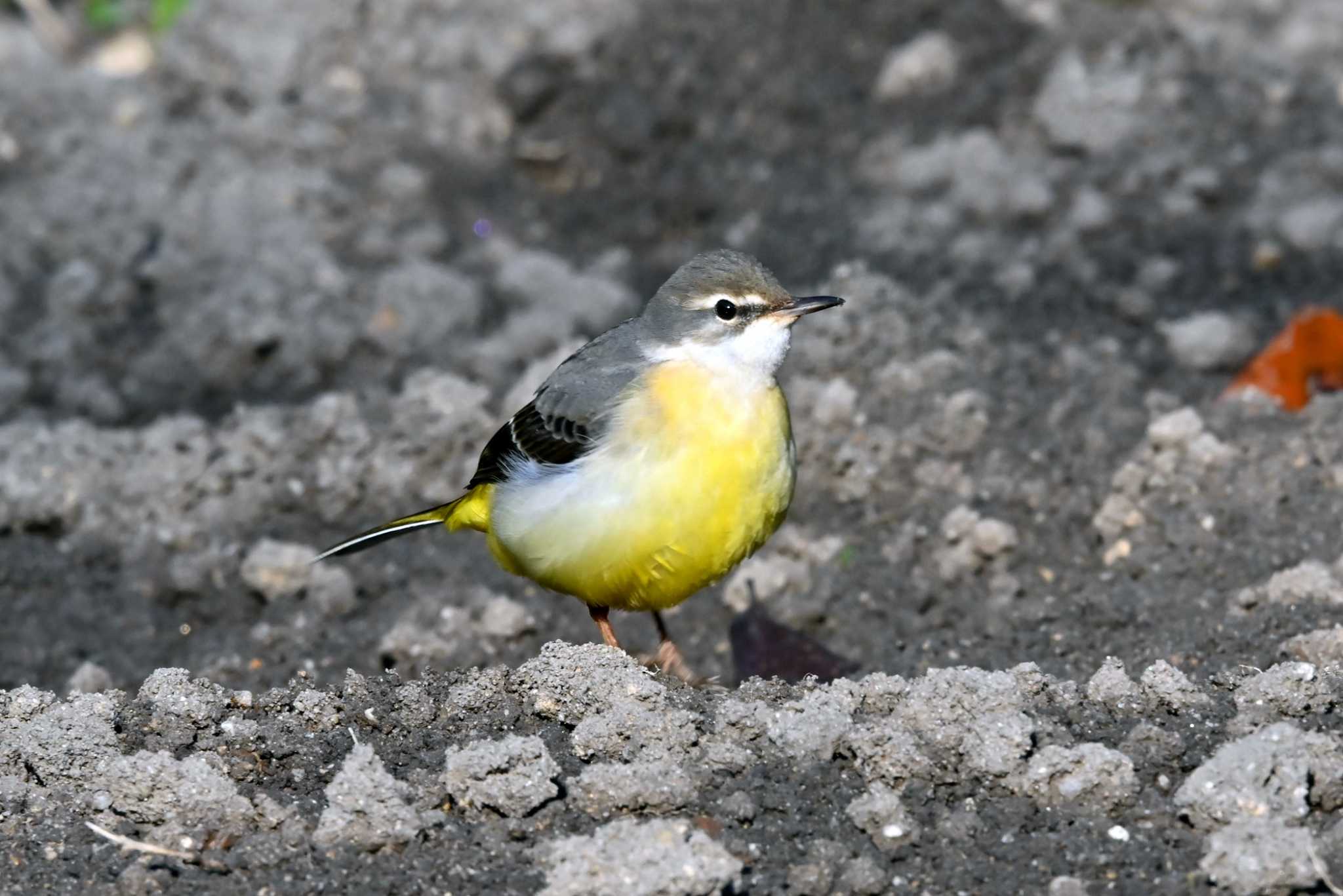 Photo of Grey Wagtail at 猪高緑地 by ポッちゃんのパパ