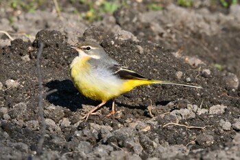 Grey Wagtail 猪高緑地 Fri, 12/24/2021