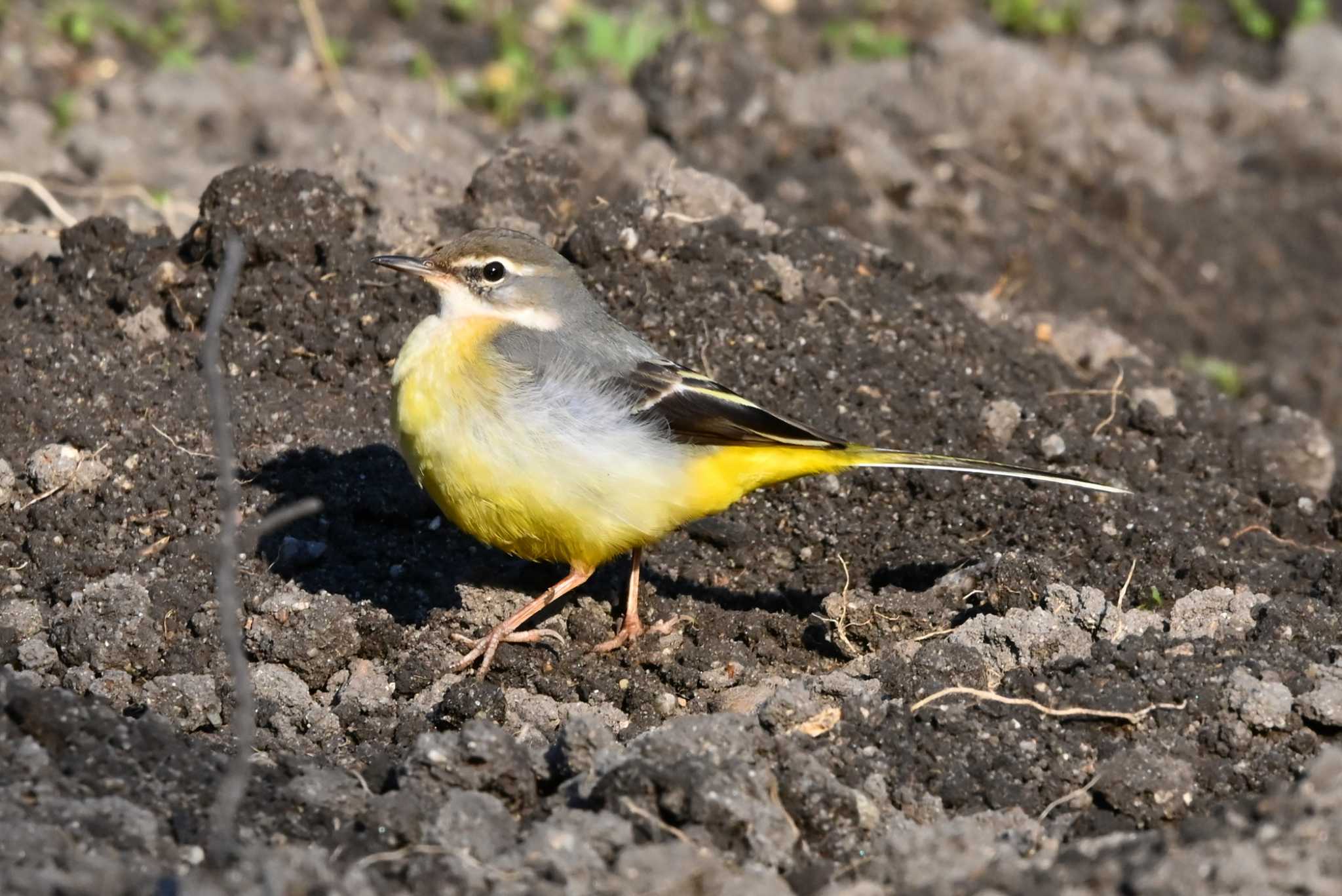 Photo of Grey Wagtail at 猪高緑地 by ポッちゃんのパパ