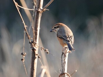 Bull-headed Shrike さいたま市 Thu, 12/23/2021