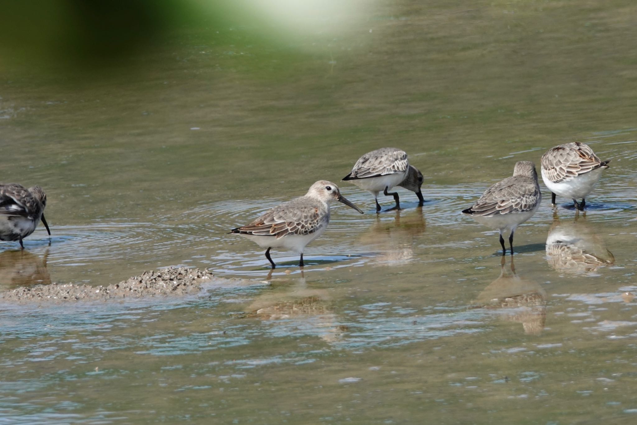 Dunlin