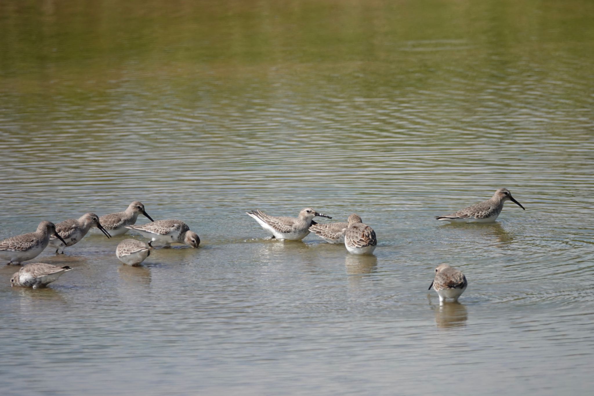 Dunlin