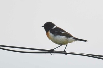 2021年6月26日(土) 道の駅なかがわの野鳥観察記録