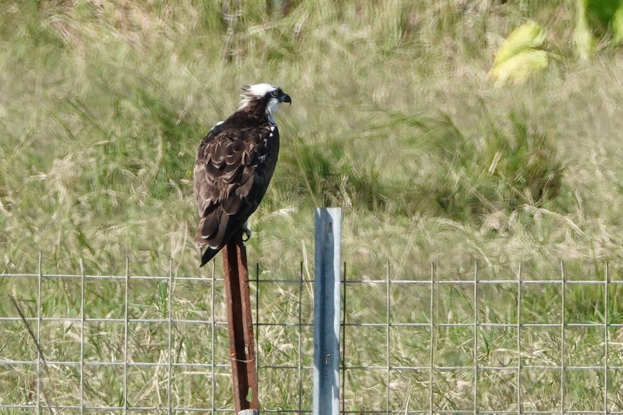 Osprey