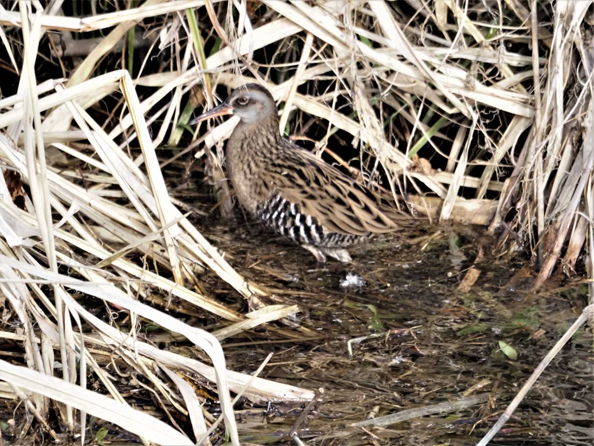 Brown-cheeked Rail