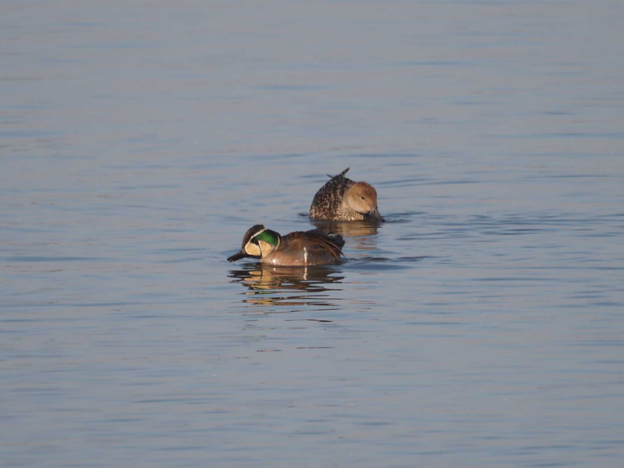 Baikal Teal