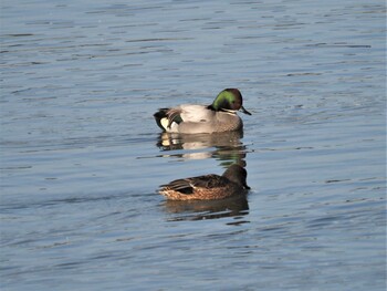 2021年12月24日(金) 印旛沼の野鳥観察記録