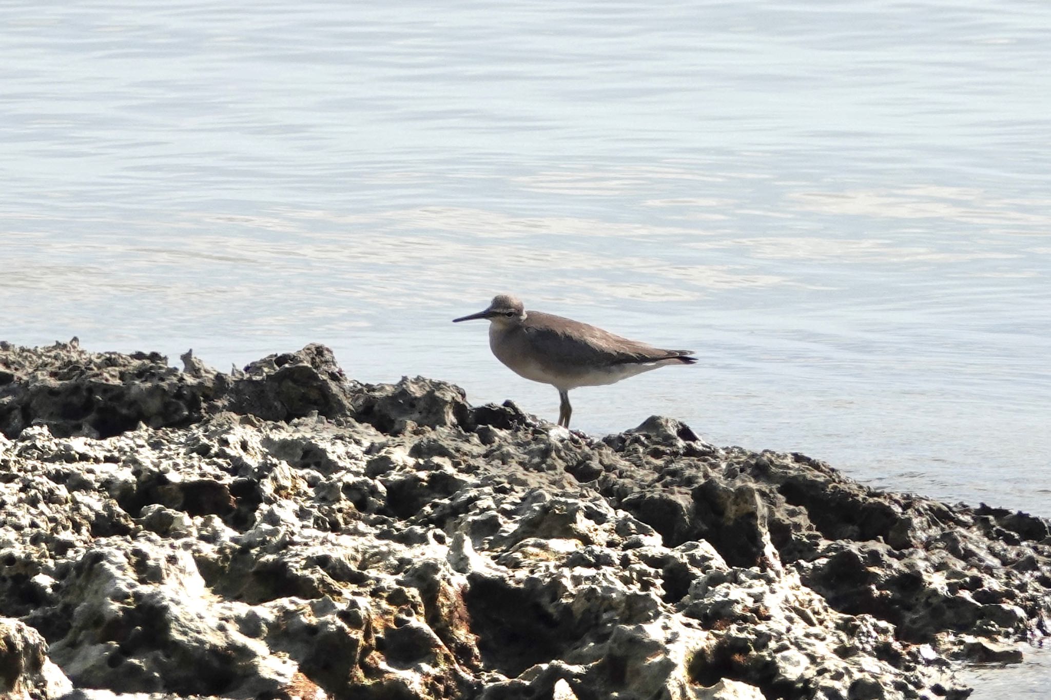 Photo of Grey-tailed Tattler at Ishigaki Island by のどか