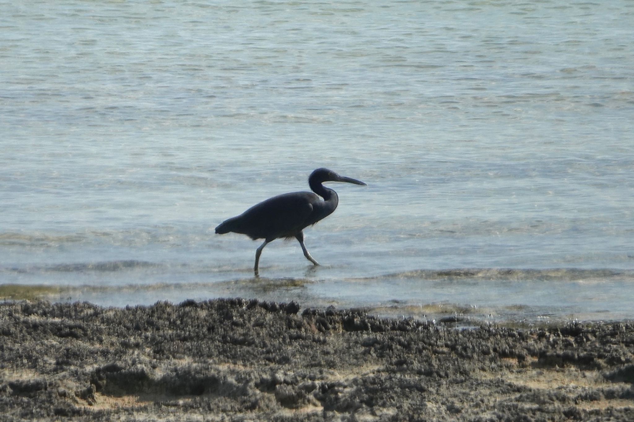 Pacific Reef Heron