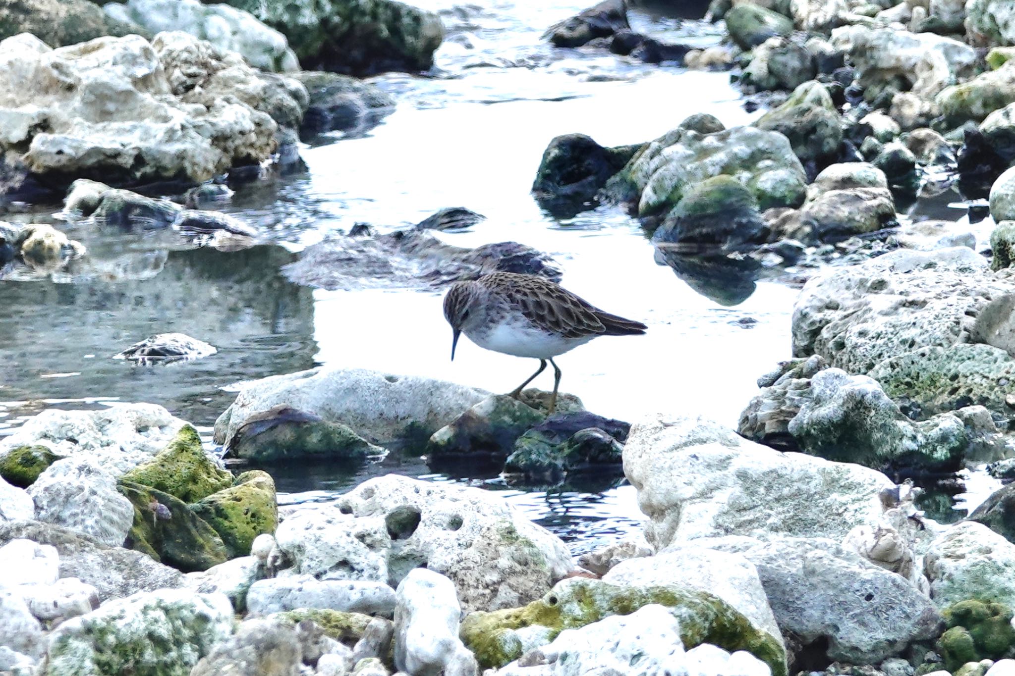 Sharp-tailed Sandpiper