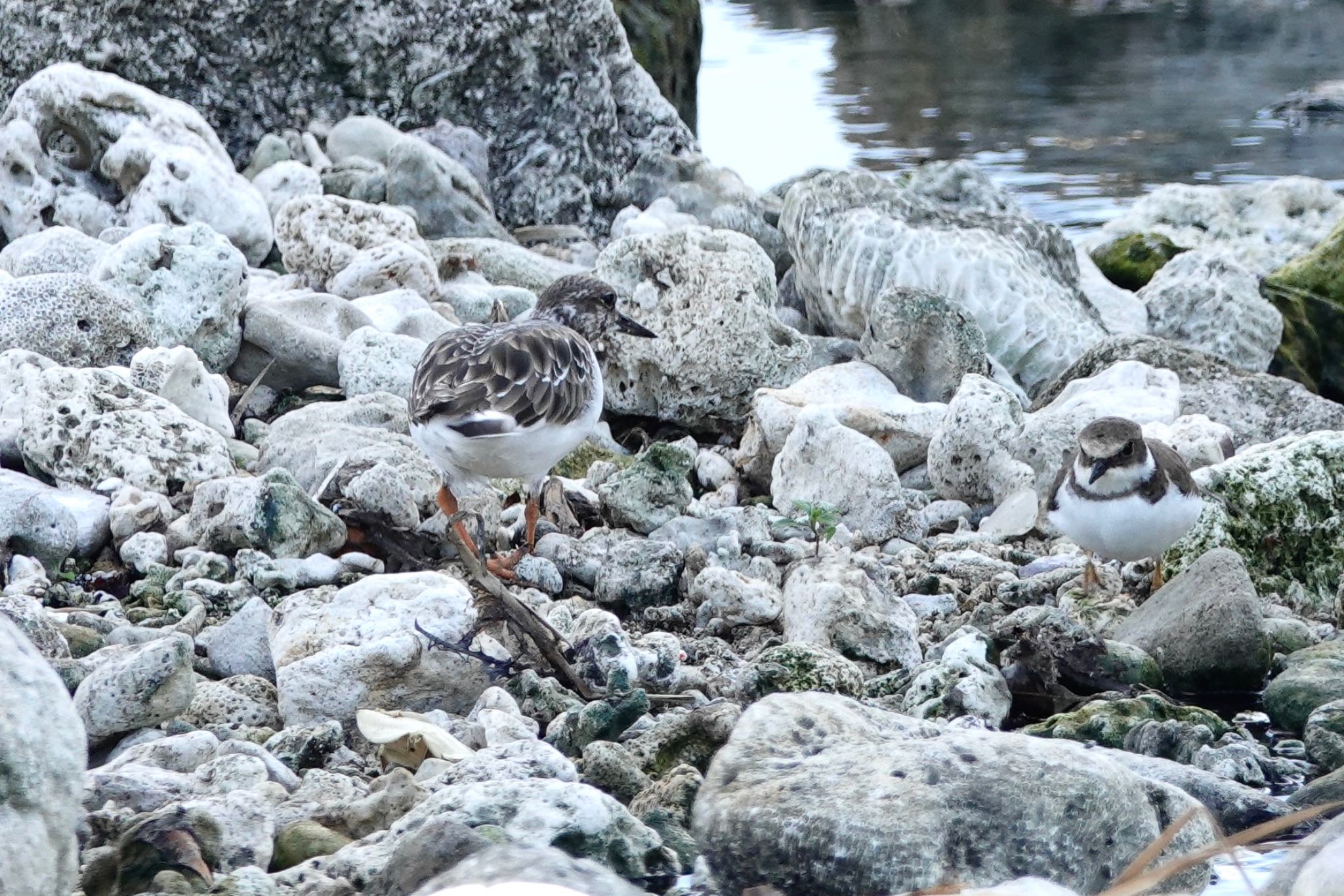 石垣島 キョウジョシギの写真 by のどか