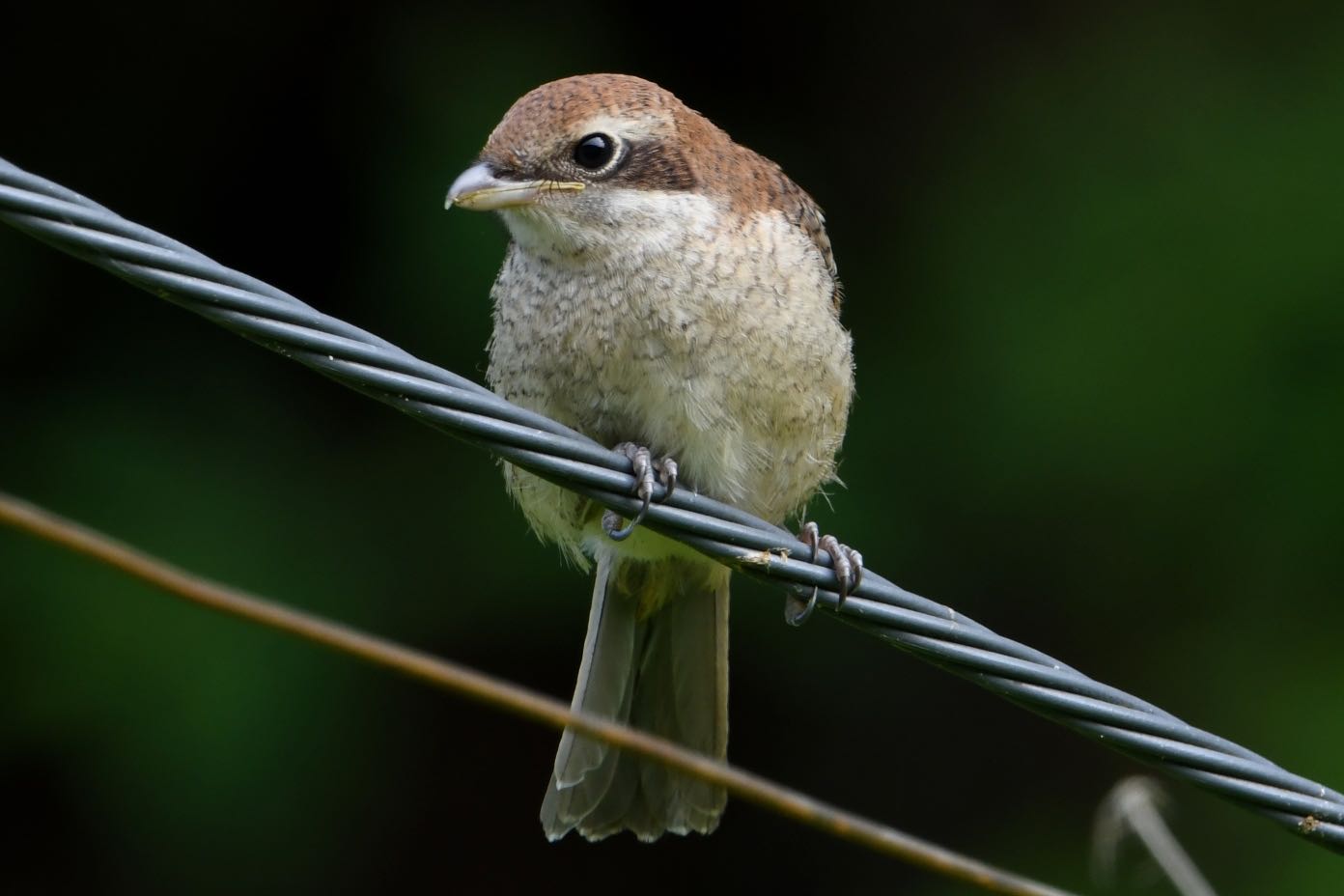 Photo of Bull-headed Shrike at  by Dision